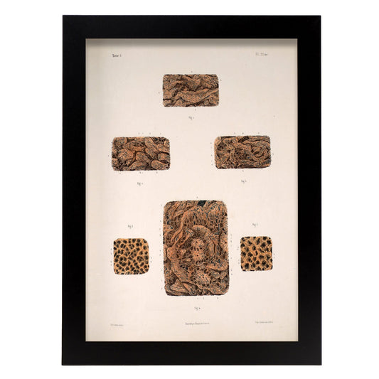 Small intestine-Artwork-Nacnic-A3-Sin marco-Nacnic Estudio SL