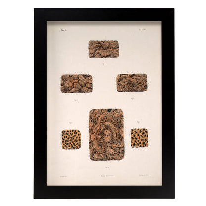 Small intestine-Artwork-Nacnic-A4-Sin marco-Nacnic Estudio SL