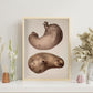 Stomach-Artwork-Nacnic-Nacnic Estudio SL