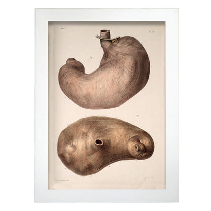 Stomach-Artwork-Nacnic-A4-Marco Blanco-Nacnic Estudio SL