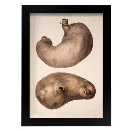 Stomach-Artwork-Nacnic-A4-Sin marco-Nacnic Estudio SL