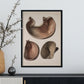 Stomach shown in cross-section-Artwork-Nacnic-Nacnic Estudio SL