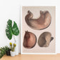Stomach shown in cross-section-Artwork-Nacnic-Nacnic Estudio SL