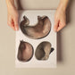 Stomach shown in cross-section-Artwork-Nacnic-Nacnic Estudio SL