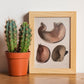 Stomach shown in cross-section-Artwork-Nacnic-Nacnic Estudio SL