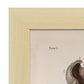 Stomach shown in cross-section-Artwork-Nacnic-Nacnic Estudio SL