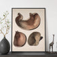 Stomach shown in cross-section-Artwork-Nacnic-Nacnic Estudio SL