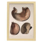 Stomach shown in cross-section-Artwork-Nacnic-A3-Marco Madera clara-Nacnic Estudio SL