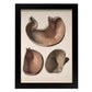 Stomach shown in cross-section-Artwork-Nacnic-A3-Sin marco-Nacnic Estudio SL