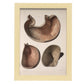 Stomach shown in cross-section-Artwork-Nacnic-A4-Marco Madera clara-Nacnic Estudio SL
