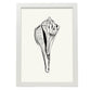 Stripped Fox conch-Artwork-Nacnic-A3-Marco Blanco-Nacnic Estudio SL