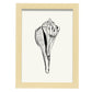 Stripped Fox conch-Artwork-Nacnic-A4-Marco Madera clara-Nacnic Estudio SL