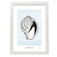 Tinted Cantharus shell-Artwork-Nacnic-A3-Marco Blanco-Nacnic Estudio SL