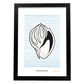 Tinted Cantharus shell-Artwork-Nacnic-A3-Sin marco-Nacnic Estudio SL