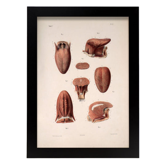 Tongue-Artwork-Nacnic-A4-Sin marco-Nacnic Estudio SL