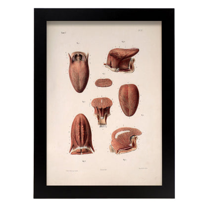 Tongue-Artwork-Nacnic-A4-Sin marco-Nacnic Estudio SL