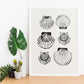 Types of scallops-Artwork-Nacnic-Nacnic Estudio SL
