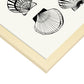 Types of scallops-Artwork-Nacnic-Nacnic Estudio SL