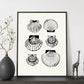 Types of scallops-Artwork-Nacnic-Nacnic Estudio SL