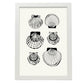 Types of scallops-Artwork-Nacnic-A3-Marco Blanco-Nacnic Estudio SL