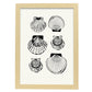 Types of scallops-Artwork-Nacnic-A3-Marco Madera clara-Nacnic Estudio SL