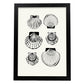 Types of scallops-Artwork-Nacnic-A3-Sin marco-Nacnic Estudio SL