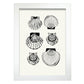 Types of scallops-Artwork-Nacnic-A4-Marco Blanco-Nacnic Estudio SL