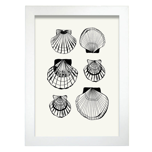 Types of scallops-Artwork-Nacnic-A4-Marco Blanco-Nacnic Estudio SL