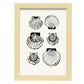 Types of scallops-Artwork-Nacnic-A4-Marco Madera clara-Nacnic Estudio SL
