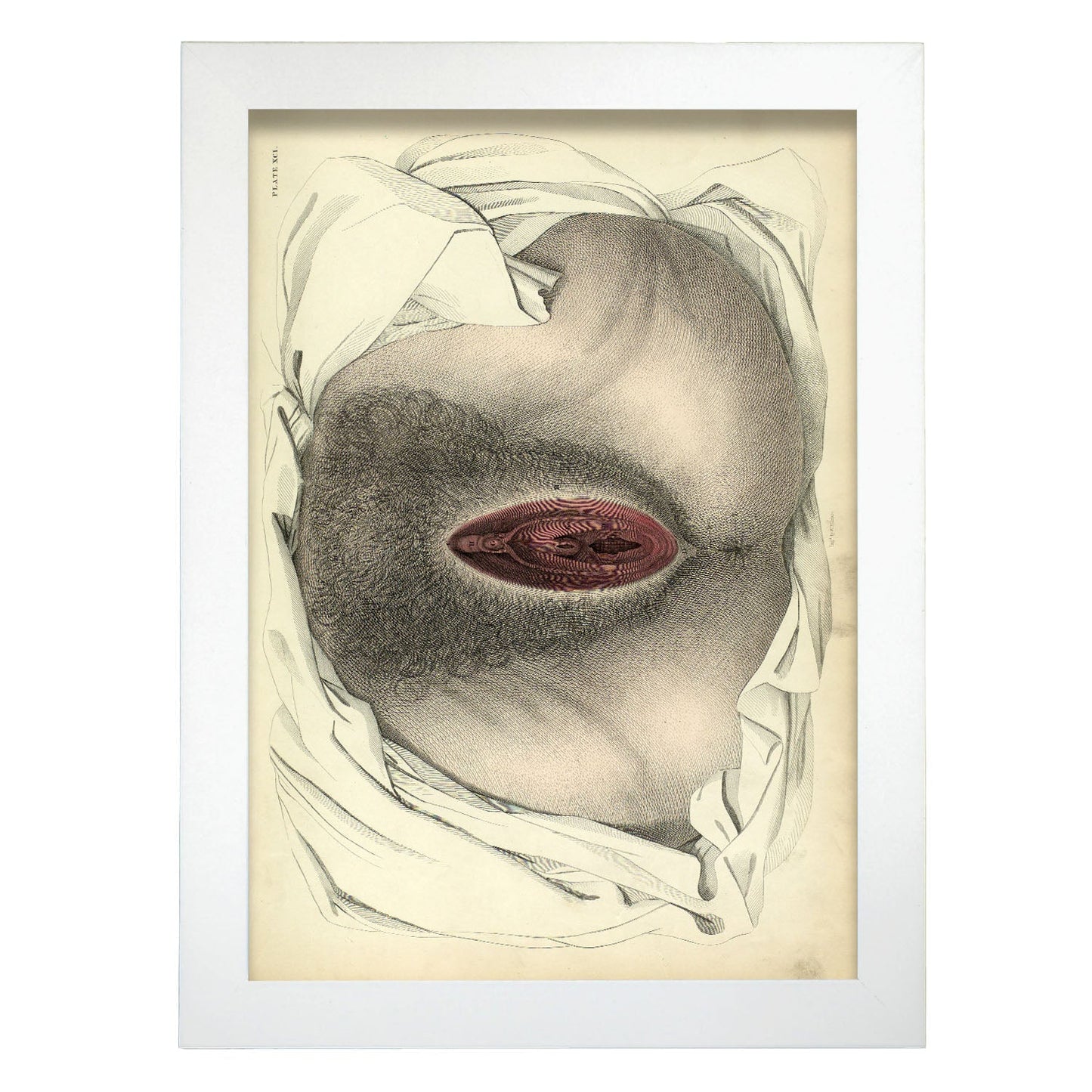 Urogenital system, female; perineum-Artwork-Nacnic-A4-Marco Blanco-Nacnic Estudio SL