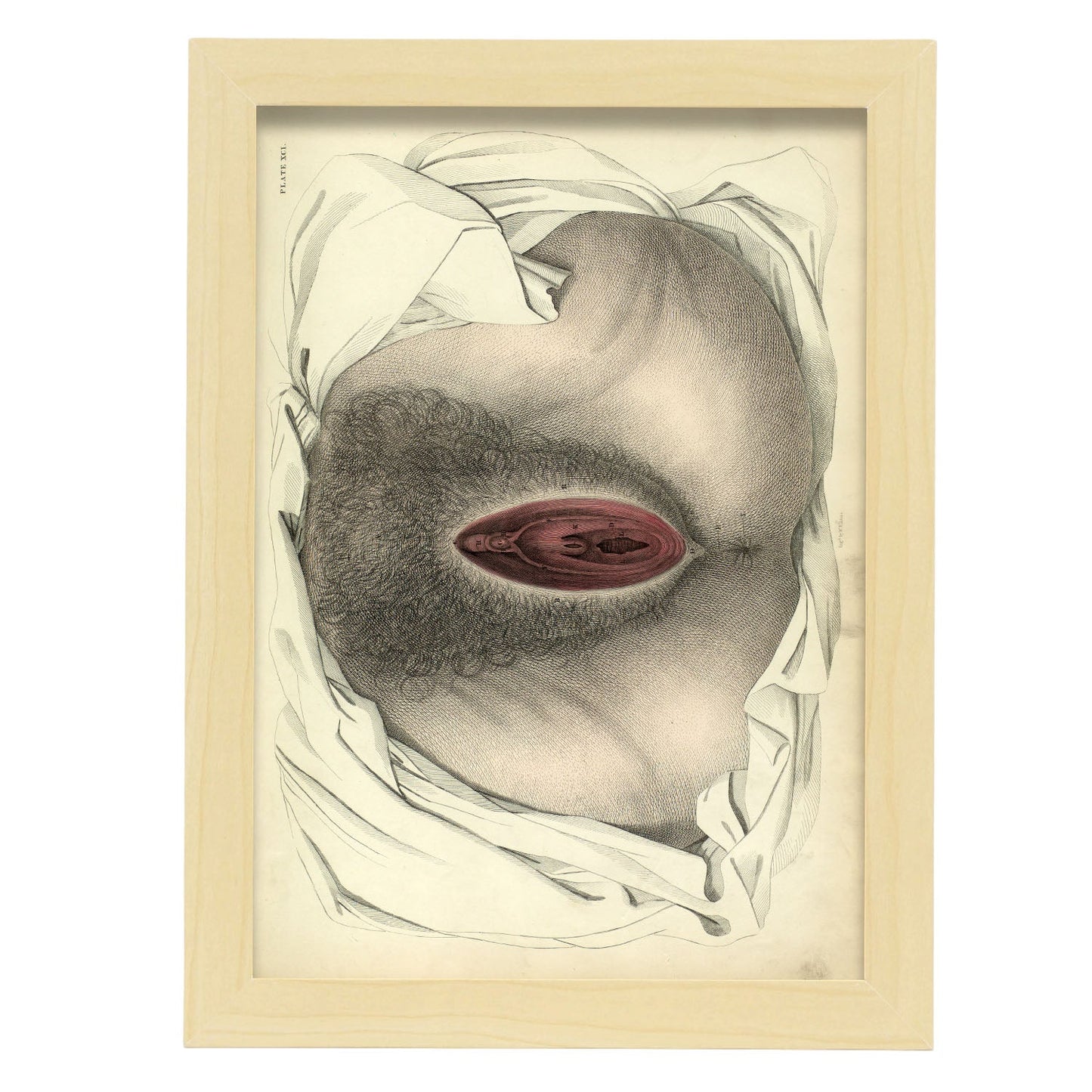 Urogenital system, female; perineum-Artwork-Nacnic-A4-Marco Madera clara-Nacnic Estudio SL