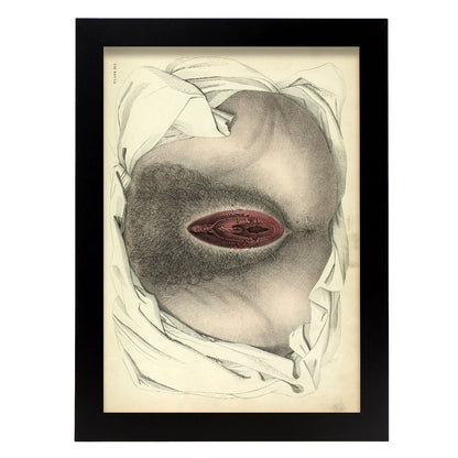 Urogenital system, female; perineum-Artwork-Nacnic-A4-Sin marco-Nacnic Estudio SL