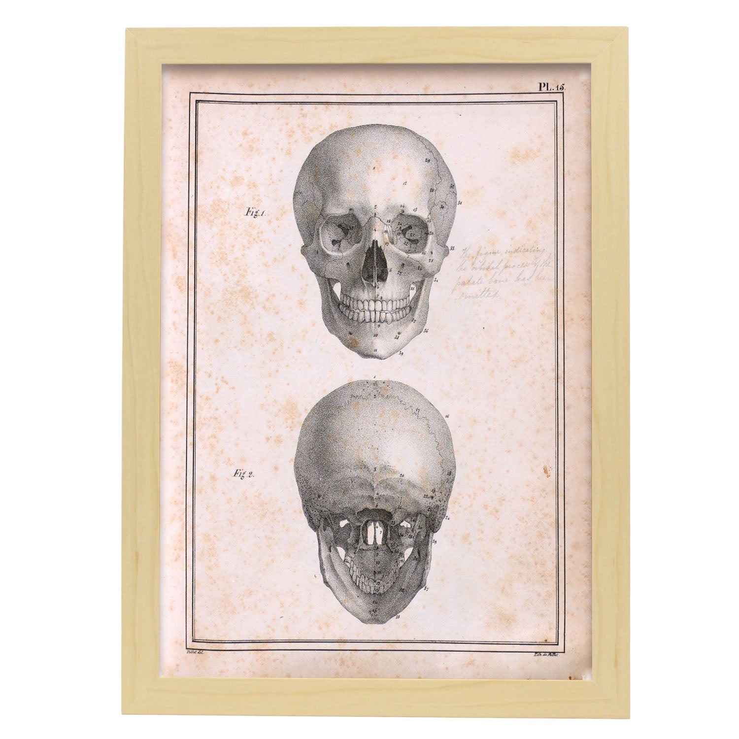 Paillou Skull-Artwork-Nacnic-A3-Marco Madera clara-Nacnic Estudio SL