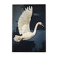 Nacnic Lámina de Cisne Volador en Animales Eclécticos