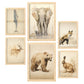 Conjunto de 6 Láminas Vintage de Animales Nacnic