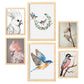 Nacnic Set de 6 Laminas de Colecciones de Aves