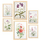 Nacnic Set de 6 Láminas de Orquídeas y Clavel