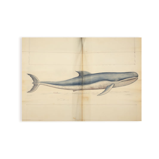 Lámina Nacnic Los Lambkins